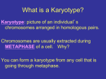 What is a Karyotype?