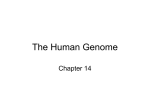 The Human Genome