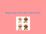 Reproduction and Heredity