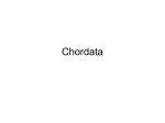 Chordata