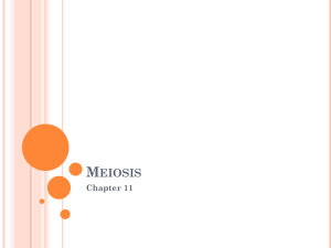 Chapter 11 Genetic and Meiosis