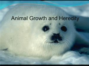 Animal Growth and Heredity