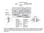 Differentiation from Stem Cells.