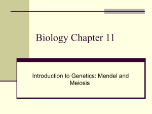 Meiosis II - Cloudfront.net