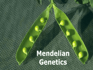 Mendelian Genetics