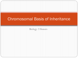 Chromosomal Basis of Inheritance