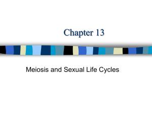 Meiosis PowerPoint