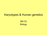 Karyotypes