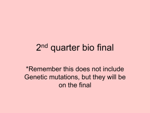 2-centrioles & fibers disappear