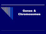 Genes & Chromosomes