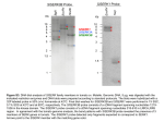 TPJ_4609_sm_FigureS3