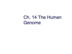 Human Chromosomes