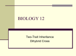 two-trait inheritance