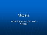 Mitosis