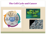 The Cell Cycle and Cancer