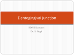 Dentogingival junction