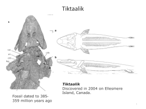 Tiktaalik