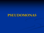 PSEUDOMONAS