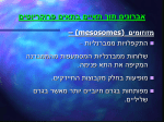 מצגת 4 - אברוני התא