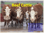 Beef Cattle