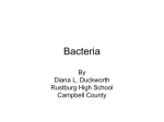 Bacteria