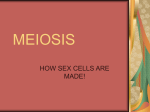 MEIOSIS