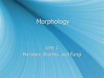 Morphology