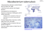 Mycobacterium tuberculosis