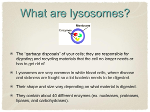 Lysosomes - Lincoln-Sudbury Regional High School