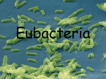 Bacteria