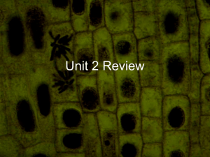 Eukaryotic Cells