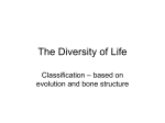 Classification