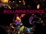 Bioluminescence