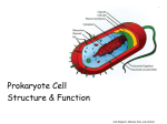 Cell Wall - Arrowhead High School