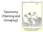 Taxonomy