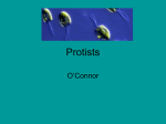 Protists