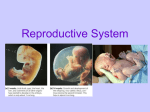 Reproductive System