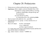 Chapter 28: Prokaryotes