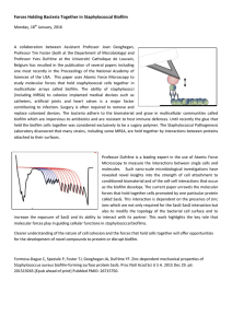 Forces Holding Bacteria Together in Staphylococcal Biofilm