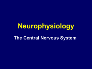 Central Nervous System (CNS)