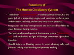 Functions of The Human Circulatory System