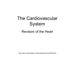 The Cardiovascular System