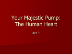 Your Majestic Pump: The Human Heart