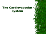 The Cardiovascular System