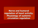 Nerve and humoral regulation of heart activity