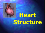 Heart Structure