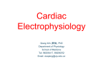 in cardiac cells.