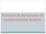 Circulatory System