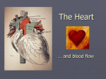 Anatomy of the Heart