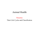 Animal Health